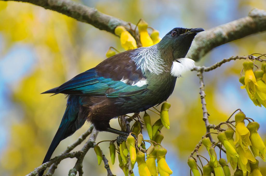 Blythcliffe Akaroa Exterior foto